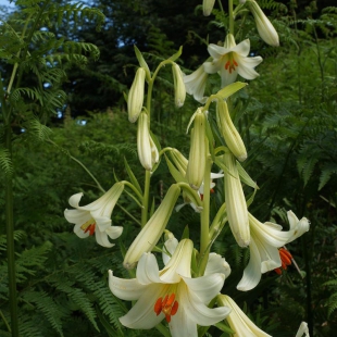 Lilium akkusianum